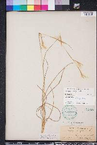 Andropogon tracyi image