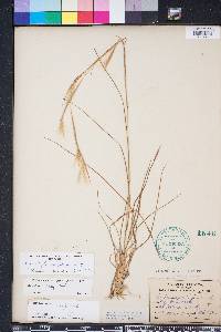 Andropogon tracyi image