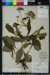 Verbesina virginica image