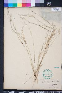 Aristida basiramea image