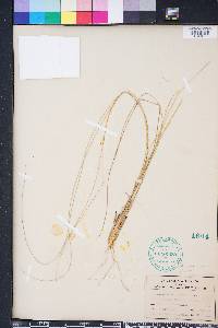 Aristida stricta image