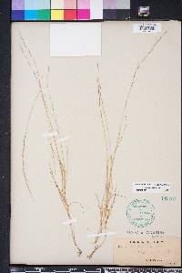 Aristida longespica image