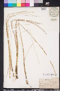 Aristida stricta image