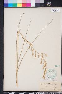 Aristida lanosa image