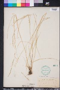 Aristida purpurascens var. virgata image