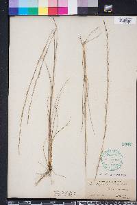 Aristida purpurascens image