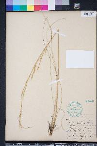 Aristida stricta image