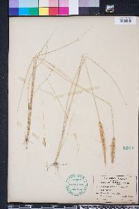 Aristida spiciformis image