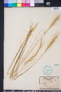 Aristida spiciformis image