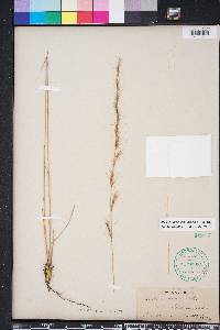 Aristida stricta image