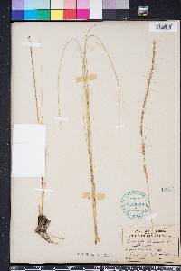 Aristida stricta image