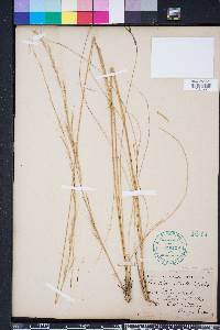 Aristida stricta image