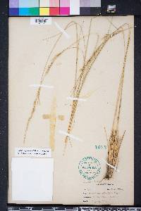 Aristida stricta image