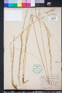 Aristida stricta image