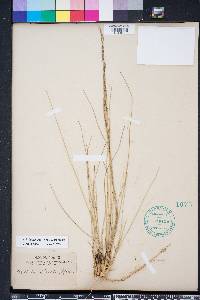 Aristida stricta image