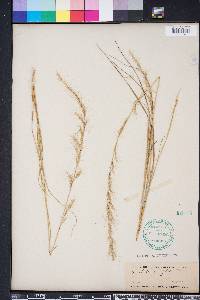 Aristida purpurascens image