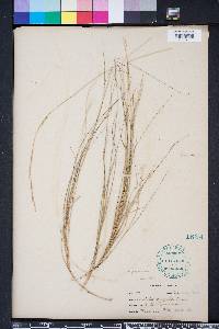 Aristida purpurascens image