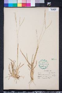Axonopus fissifolius image