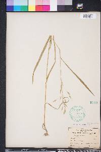 Bromus secalinus image