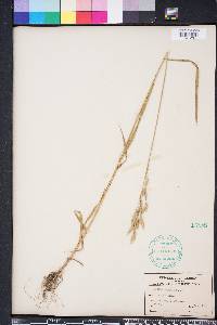 Bromus secalinus image