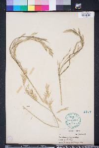 Bromus catharticus image