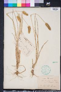 Setaria pumila image