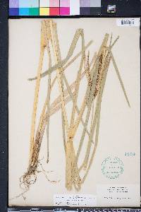 Eustachys glauca image