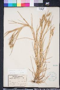 Cenchrus spinifex image