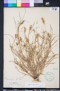 Cenchrus spinifex image