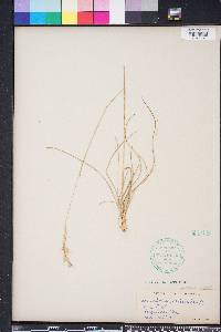 Danthonia sericea image