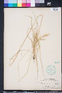 Danthonia sericea image