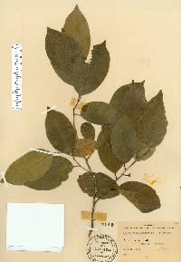 Prunus myrtifolia image