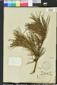 Pinus echinata image