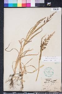 Echinochloa colona image