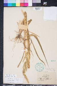 Echinochloa walteri image