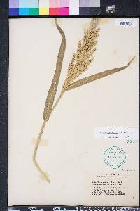 Echinochloa walteri image