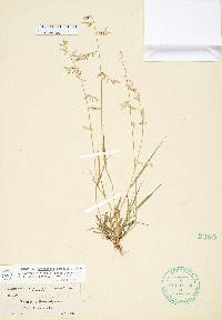 Eragrostis cumingii image