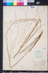 Eragrostis refracta image