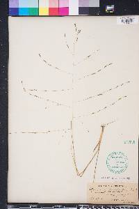 Eragrostis refracta image