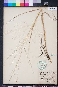 Eragrostis refracta image