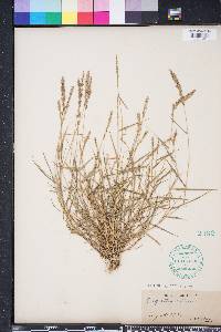 Eragrostis ciliaris image