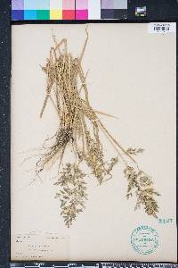 Eragrostis ciliaris image