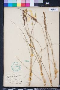 Eragrostis secundiflora image