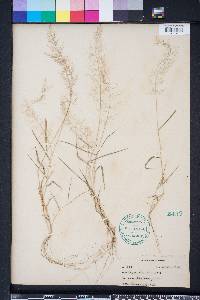 Eragrostis amabilis image