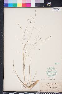 Eragrostis refracta image