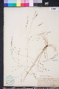 Eragrostis refracta image