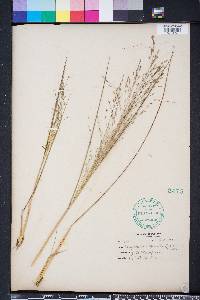 Eragrostis refracta image