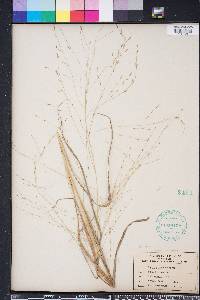 Eragrostis refracta image