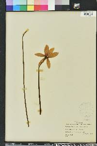 Zephyranthes macrosiphon image