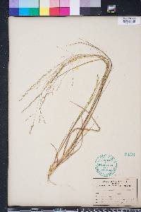 Eragrostis refracta image